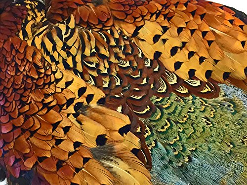 Moonlight Feather | 1 Piece - Complete Natural Ringneck Pheasant Skin Pelt Without Wing And Tails (Bulk) Fly Tying, Dog Training